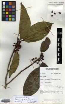 Type specimen at Edinburgh (E). Argent, George; Jong, Kwiton; Aik, J.: 441987. Barcode: E00301004.