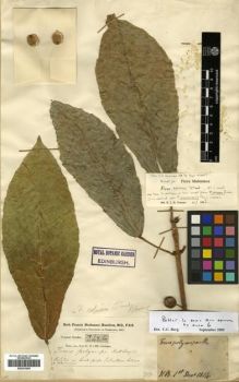 Type specimen at Edinburgh (E). Buchanan-Hamilton, Francis: 2426. Barcode: E00301005.