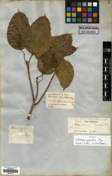 Type specimen at Edinburgh (E). Wight, Robert: 1916. Barcode: E00301015.