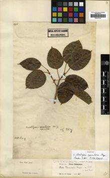 Type specimen at Edinburgh (E). Wight, Robert: 1916. Barcode: E00301016.