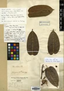 Type specimen at Edinburgh (E). Buchanan-Hamilton, Francis: 2406. Barcode: E00301020.