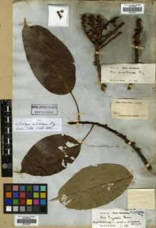 Type specimen at Edinburgh (E). Wight, Robert: 2638. Barcode: E00301022.