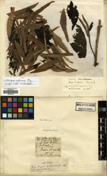 Type specimen at Edinburgh (E). Wight, Robert: 2640. Barcode: E00301024.
