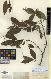 Type specimen at Edinburgh (E). Wallich, Nathaniel: 4495.A. Barcode: E00301028.