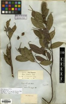 Type specimen at Edinburgh (E). Wallich, Nathaniel: 4495.A. Barcode: E00301029.
