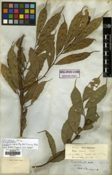 Type specimen at Edinburgh (E). Wallich, Nathaniel: 4495.A. Barcode: E00301030.