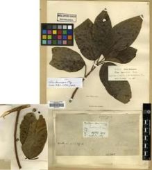 Type specimen at Edinburgh (E). Wight, Robert: 1914. Barcode: E00301032.