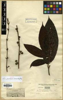 Type specimen at Edinburgh (E). Buchanan-Hamilton, Francis: 2418. Barcode: E00301035.