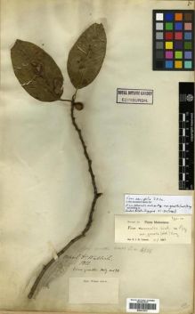 Type specimen at Edinburgh (E). Wallich, Nathaniel: 4516. Barcode: E00301037.