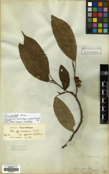 Type specimen at Edinburgh (E). Wallich, Nathaniel: 4516. Barcode: E00301038.