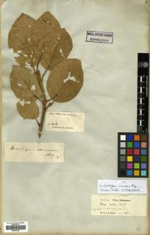 Type specimen at Edinburgh (E). Wight, Robert: 2645. Barcode: E00301040.