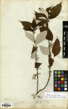 Type specimen at Edinburgh (E). Wallich, Nathaniel: 4605.B. Barcode: E00301042.