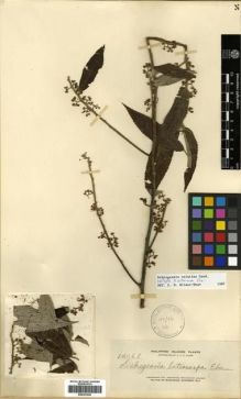 Type specimen at Edinburgh (E). Elmer, Adolph: 14068. Barcode: E00301043.