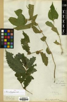 Type specimen at Edinburgh (E). Wallich, Nathaniel: 4629. Barcode: E00301067.