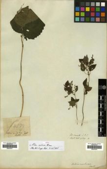 Type specimen at Edinburgh (E). Wallich, Nathaniel: 4589.A. Barcode: E00301077.
