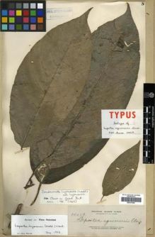 Type specimen at Edinburgh (E). Elmer, Adolph: 14019. Barcode: E00301084.