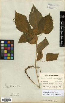 Type specimen at Edinburgh (E). Wallich, Nathaniel: 4588. Barcode: E00301088.