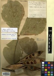 Type specimen at Edinburgh (E). Lace, John: 6104. Barcode: E00301098.