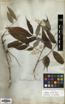 Type specimen at Edinburgh (E). Wallich, Nathaniel: 5895. Barcode: E00301104.