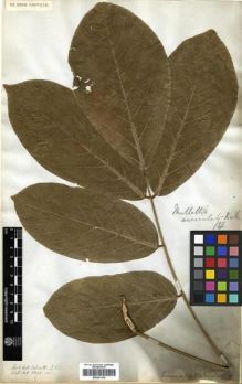 Type specimen at Edinburgh (E). Wallich, Nathaniel: 5092A. Barcode: E00301105.