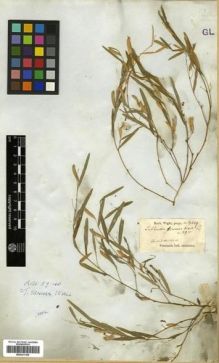 Type specimen at Edinburgh (E). Wight, Robert: 2419. Barcode: E00301109.