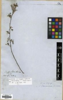 Type specimen at Edinburgh (E). Wallich, Nathaniel: 5480.A. Barcode: E00301111.