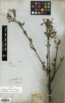 Type specimen at Edinburgh (E). Wallich, Nathaniel: 5480.B. Barcode: E00301114.