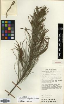 Type specimen at Edinburgh (E). Womersley, John: NGF 24983. Barcode: E00301117.