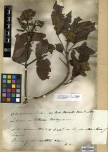 Type specimen at Edinburgh (E). Jack, William: . Barcode: E00301133.