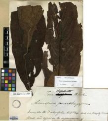 Type specimen at Edinburgh (E). Jack, William: . Barcode: E00301141.