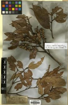 Type specimen at Edinburgh (E). Hooker, Joseph; Thomson, Thomas: . Barcode: E00301156.