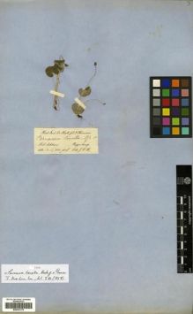 Type specimen at Edinburgh (E). Hooker, Joseph: . Barcode: E00301170.