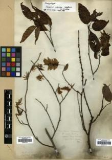 Type specimen at Edinburgh (E). Wallich, Nathaniel: 2800. Barcode: E00301177.