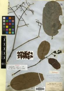 Type specimen at Edinburgh (E). Wight, Robert: 2440. Barcode: E00301198.