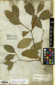Type specimen at Edinburgh (E). Wallich, Nathaniel: 4337(B). Barcode: E00301200.