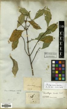 Type specimen at Edinburgh (E). Wallich, Nathaniel: 4337(B). Barcode: E00301201.