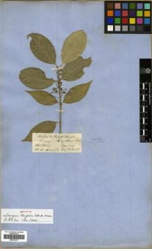 Type specimen at Edinburgh (E). Hooker, Joseph; Thomson, Thomas: . Barcode: E00301212.