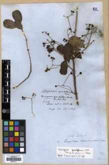 Type specimen at Edinburgh (E). Wallich, Nathaniel: 4282.A. Barcode: E00301213.