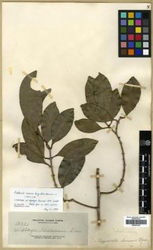 Type specimen at Edinburgh (E). Elmer, Adolph: 12551. Barcode: E00301218.