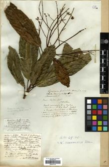 Type specimen at Edinburgh (E). Wallich, Nathaniel: 4336. Barcode: E00301219.