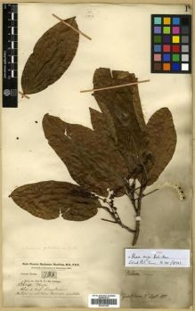 Type specimen at Edinburgh (E). Buchanan-Hamilton, Francis: 788. Barcode: E00301220.