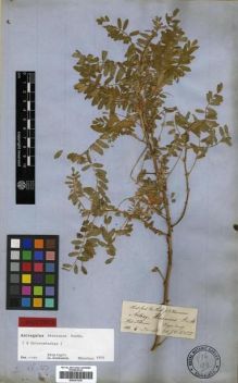 Type specimen at Edinburgh (E). Hooker, Joseph; Thomson, Thomas: . Barcode: E00301230.