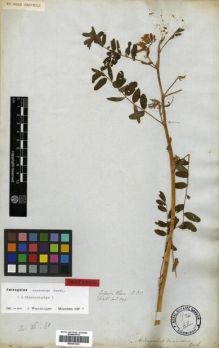 Type specimen at Edinburgh (E). Wallich, Nathaniel: 5931. Barcode: E00301232.