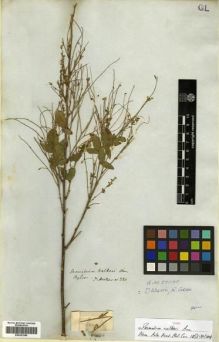 Type specimen at Edinburgh (E). Hooker, William: 280. Barcode: E00301240.