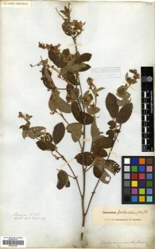 Type specimen at Edinburgh (E). Wallich, Nathaniel: 5705.B. Barcode: E00301244.