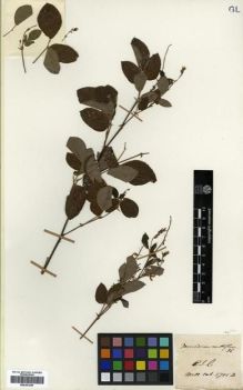 Type specimen at Edinburgh (E). Wallich, Nathaniel: 5705.B. Barcode: E00301245.