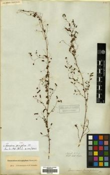 Type specimen at Edinburgh (E). Wallich, Nathaniel: 5700. Barcode: E00301246.