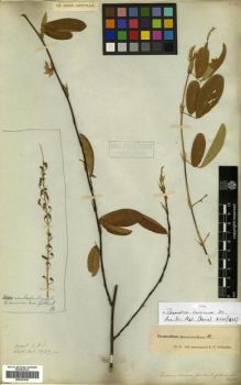 Type specimen at Edinburgh (E). Wallich, Nathaniel: 5727.(A). Barcode: E00301252.