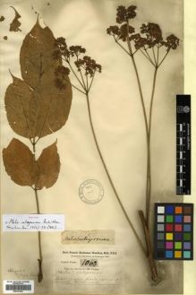 Type specimen at Edinburgh (E). Buchanan-Hamilton, Francis: 1060. Barcode: E00301264.