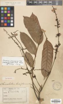 Type specimen at Edinburgh (E). Scortechini, Benedetto: 49. Barcode: E00301269.